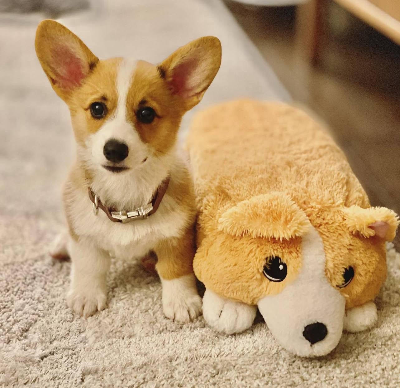 Nugget female Welsh Corgi